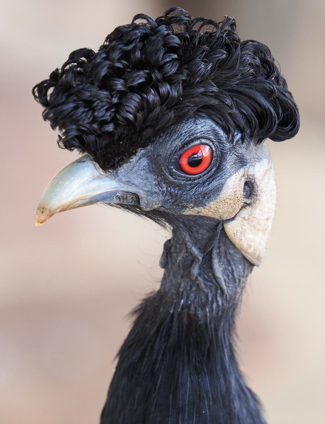 bird with curly hair